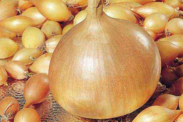 Onions Hercules-How to grow?