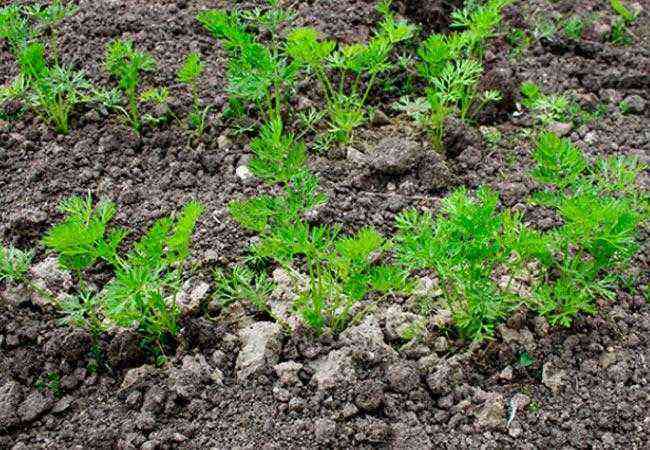 How to properly and quickly weed carrots from weeds