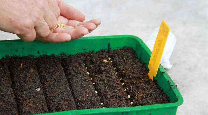 Sowing pepper seeds