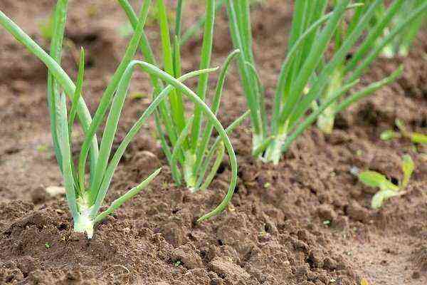 Winter onions – advantages, varieties, terms and methods of planting, care