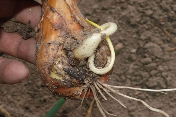 Onion and stem nematode