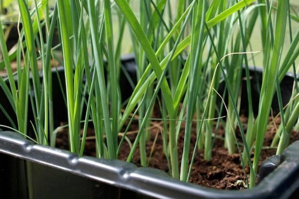 onion seedling