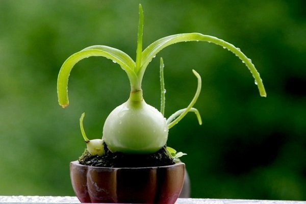 Cebolla india: cómo plantar y cultivar: reglas y tecnologías.