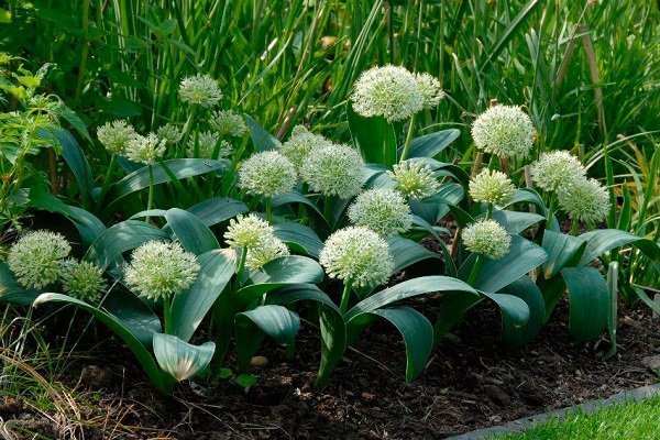 Ornamental onion - what is it and how to grow it correctly?