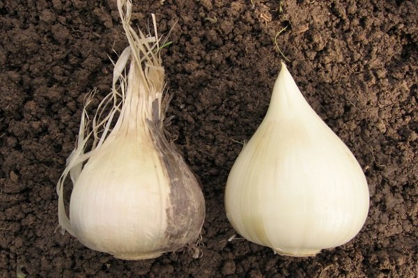 decorative onion bulbs