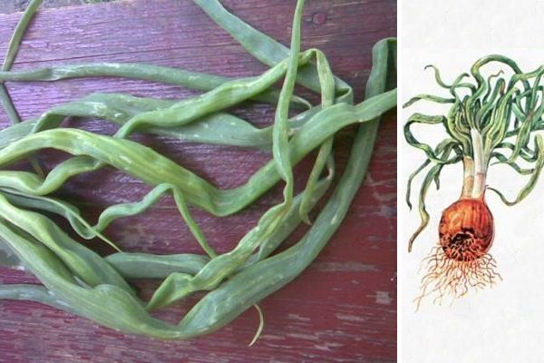 Variedad de cebolla "Sturon": características de crecimiento.