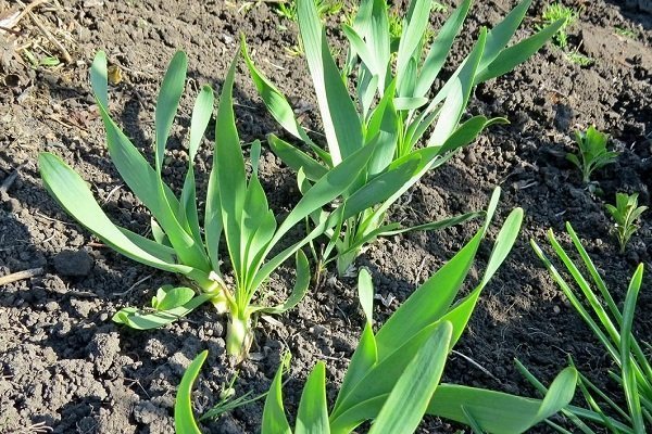 Cibule Slizun: Jak zasadit a pěstovat?