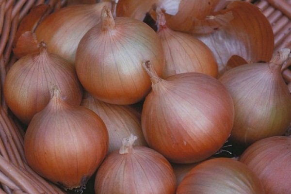 Variedad Setton: ¿Cómo cultivar cebollas?