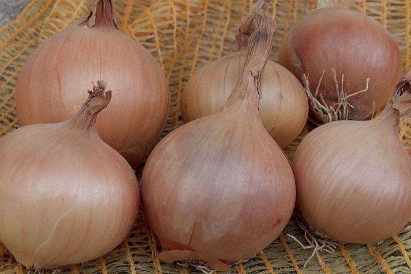 Variedad Setton: ¿Cómo cultivar cebollas?