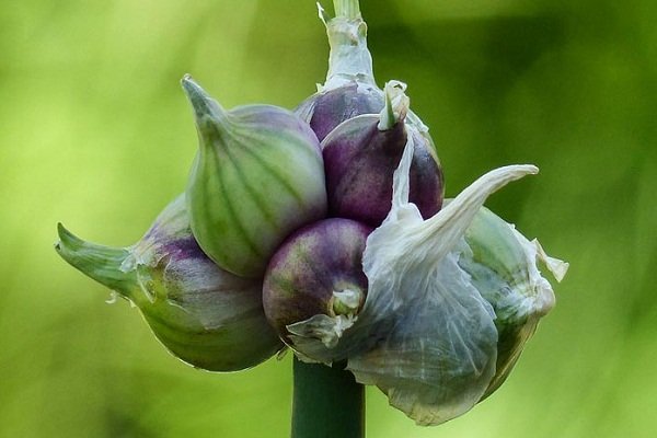 Vícevrstvá cibule: Jak pěstovat?