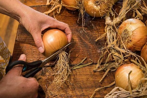 Onions Hercules-How to grow?