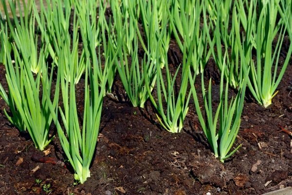 Mulched onion beds