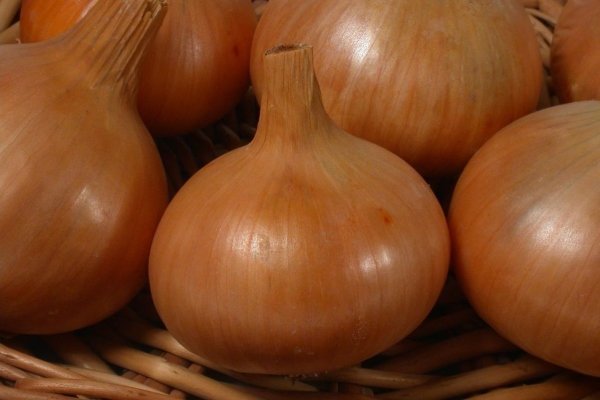 Onion Corrado