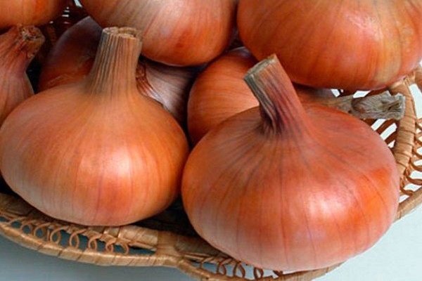 Onions Stuttgarter Riesen - How to grow and care for ?