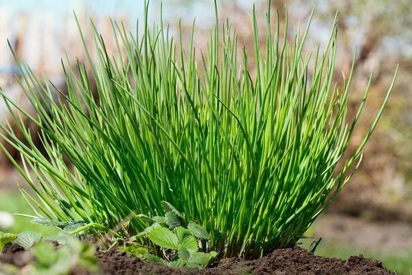 Chives - the decoration of any garden