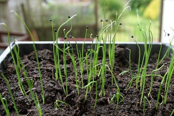 Reproduction of chives by division