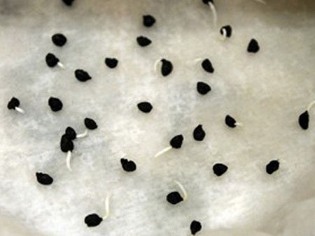 semillas de cebolla germinadas