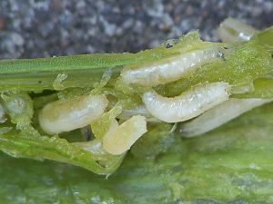 larvas de mosca de la cebolla