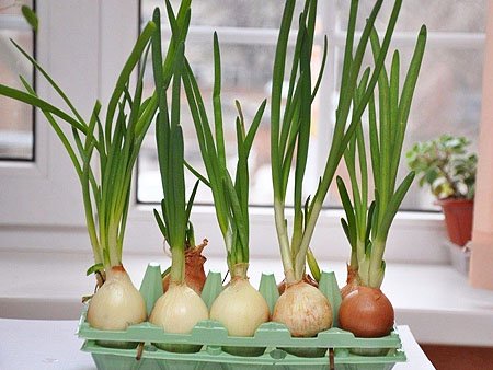 onions in an egg container