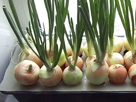 container for growing green onions