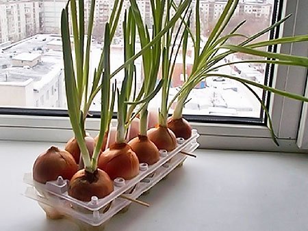 onion in egg tray