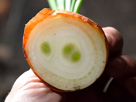multi-celled onion variety