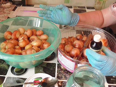 preparing onions for planting