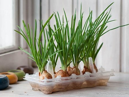 growing green onions without land