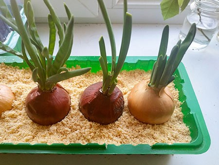 growing onions in sawdust