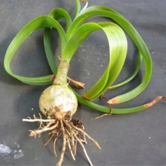 What does an Indian onion look like and how to grow it?
