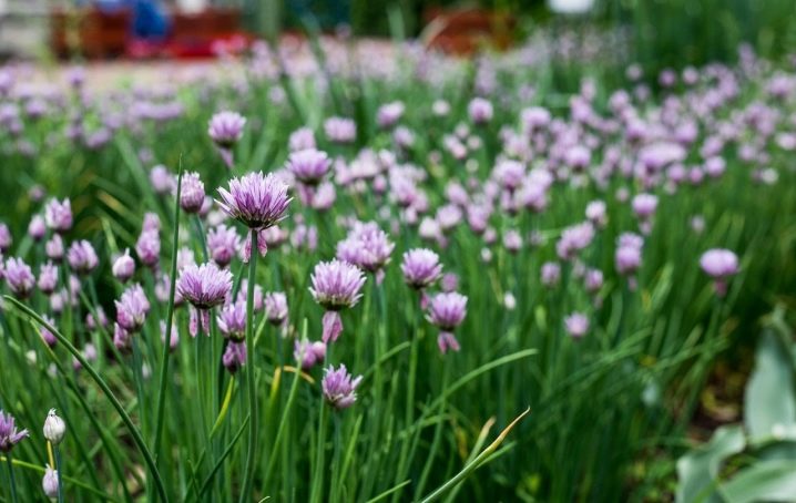 Chives and features of its cultivation