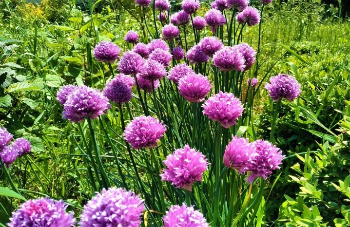 Chives and features of its cultivation
