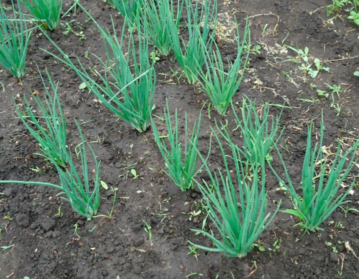 Shallots and features of its cultivation