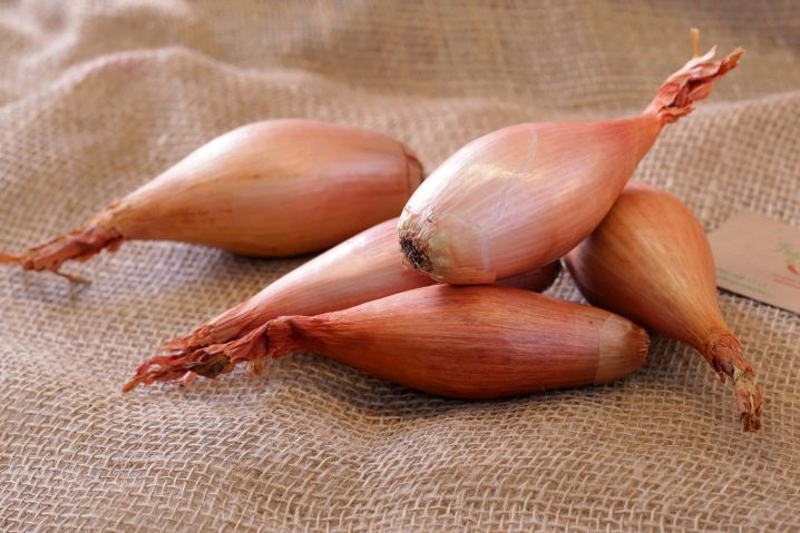 Shallots and features of its cultivation