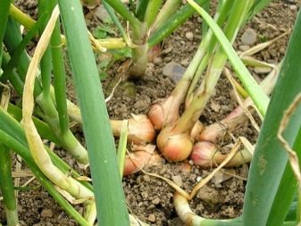 What does a family onion look like and how to grow it?