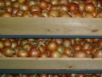 What does a family onion look like and how to grow it?