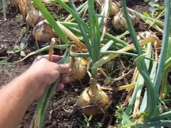 When should onions be removed from the garden?