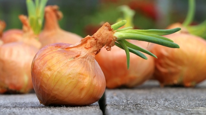 When should onions be removed from the garden?