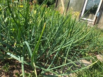 Batun onion and the nuances of its cultivation
