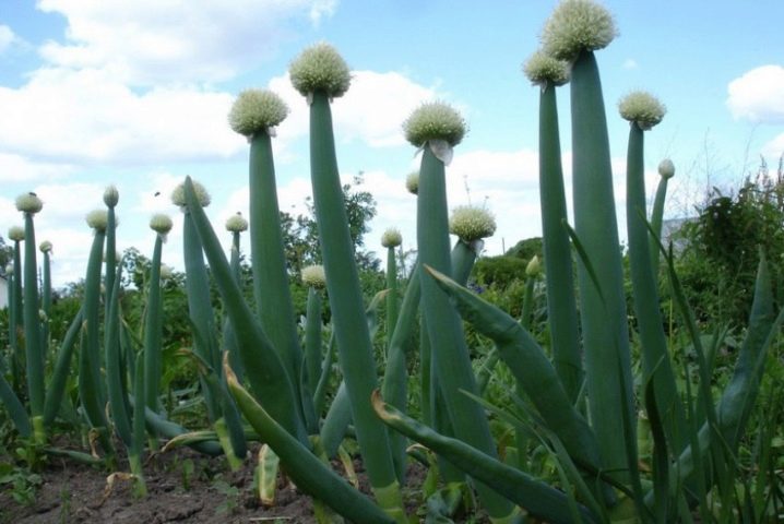 Batun onion and the nuances of its cultivation