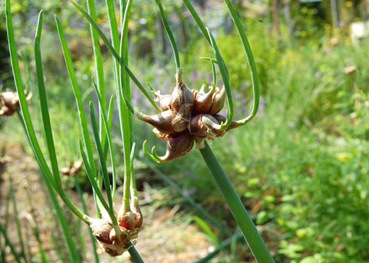 Description of the multi-tiered onion and its cultivation