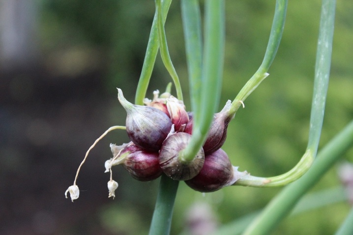 Description of the multi-tiered onion and its cultivation