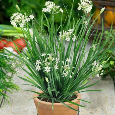 All about fragrant onion