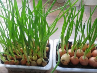 What to do with sprouted onions?