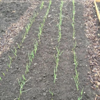 What does Altai onion look like and how to grow it?