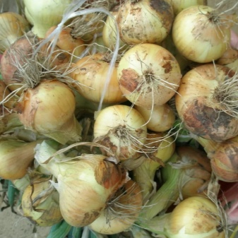 What does Altai onion look like and how to grow it?