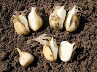 What is anzur onion and how to grow it?