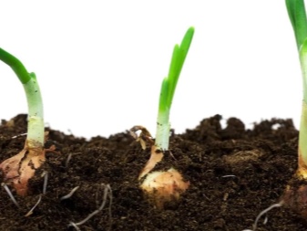 What is anzur onion and how to grow it?