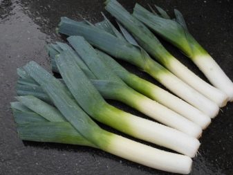Leek and its cultivation