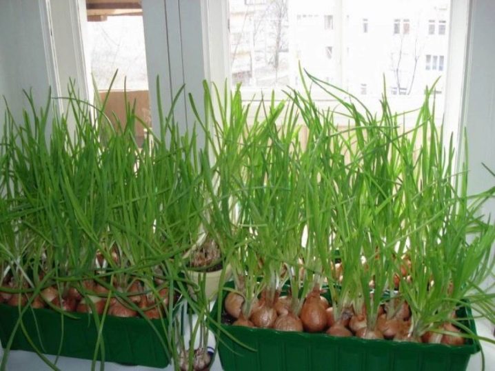 How to grow green onions on a windowsill?